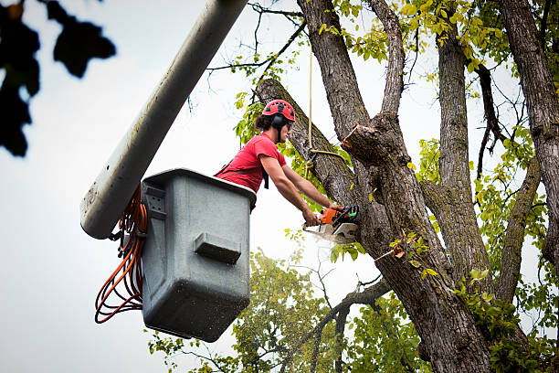 Best Tree and Shrub Care  in Norco, CA